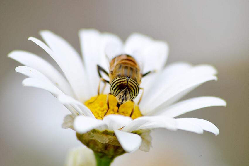 pszczoły zdrowie ekologia dbanie o pszczoły natura 