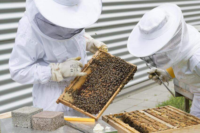 pszczoły pasieka miód zdrowie ekologia co warto wiedzieć 