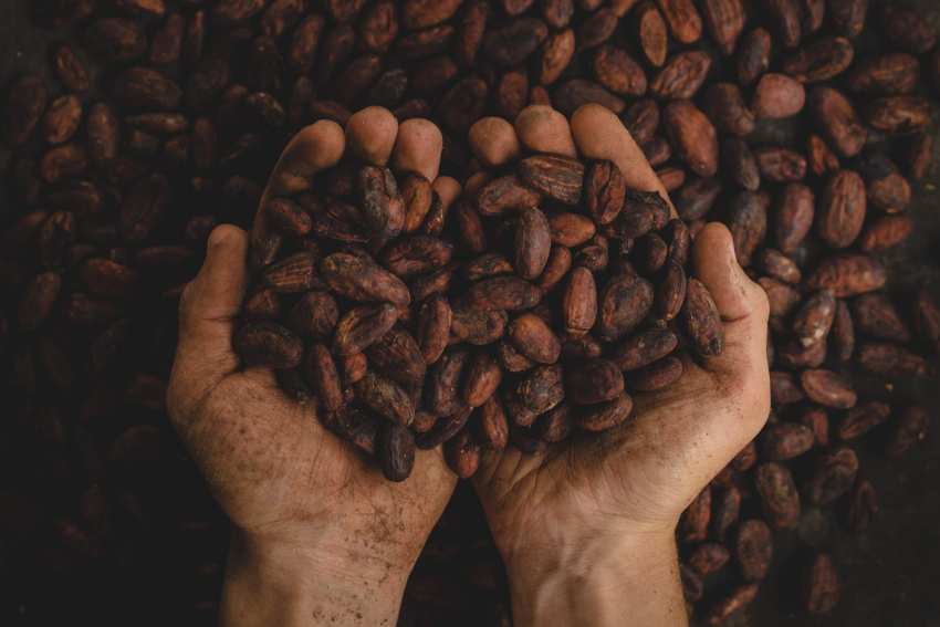 kakao kakaowiec ziarna proszek łuska