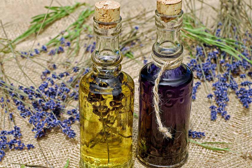 Lawenda – doskonały dodatek do oliwy z oliwek czy octów
