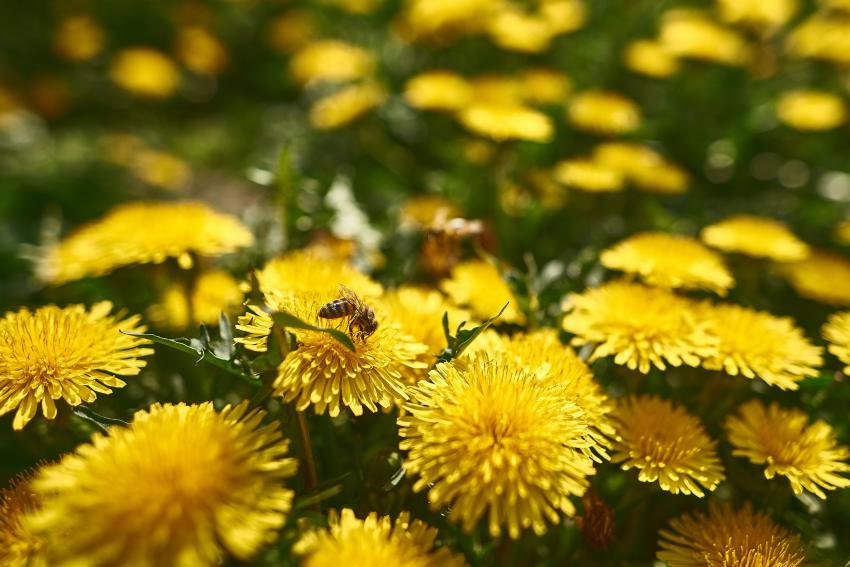 łąki dla pszczół jak dbać o pszczoły kwiaty miododajne