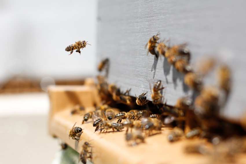 drgaja pomaganie pszczoły