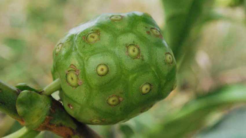 Owoce noni