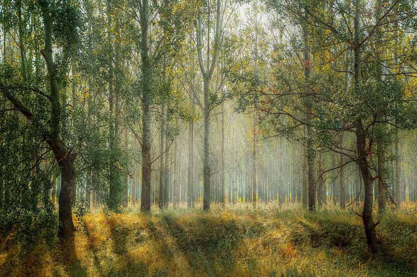 Kąpiele leśne