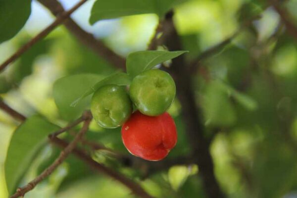 acerola zdrowie witamina c