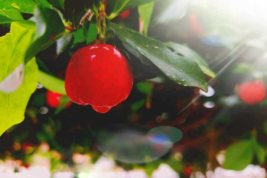 witamina c beta-karoten acerola