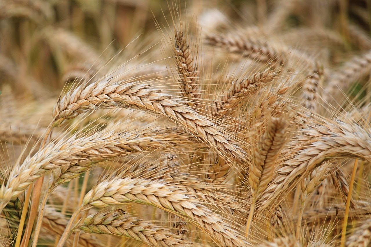 dieta bezglutenowa zboże zdrowie